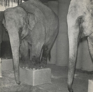 De olifanten balanceren op de dozen